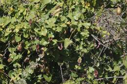 Image of Andalusian Dutchman's Pipe