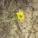 Image of Golden Copperback