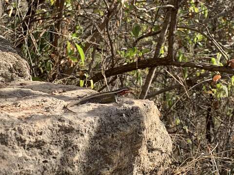 Image of Smith's Rosebelly Lizard