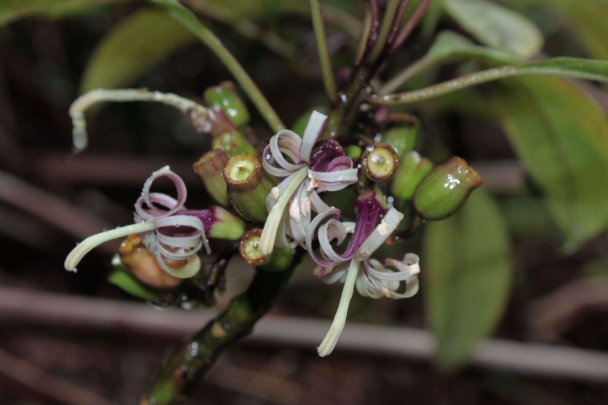 Image of Small-Flower Clermontia