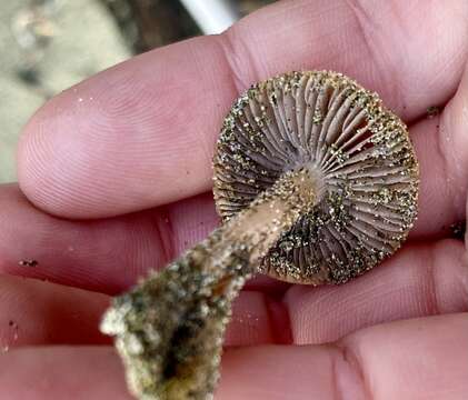 Imagem de Psathyrella ammophila (Durieu & Lév.) P. D. Orton 1960