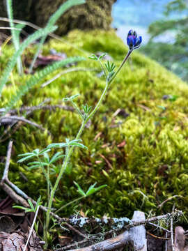 Plancia ëd Lupinus polycarpus Greene