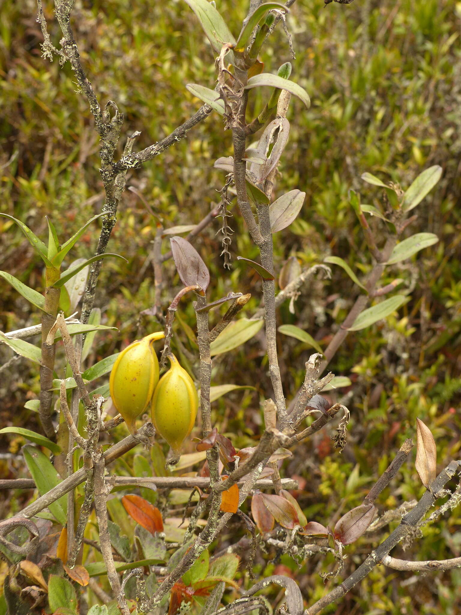 Image of Epidendrum mojandae Schltr.