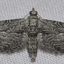 Imagem de Eupithecia unedonata Mabille 1867