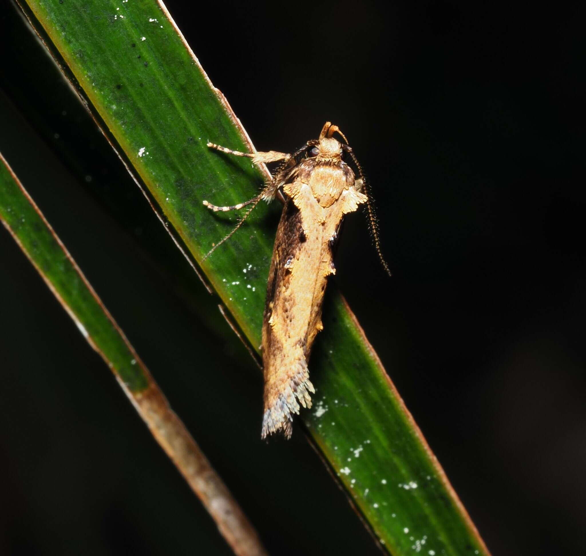 Image of Atomotricha isogama Meyrick 1909