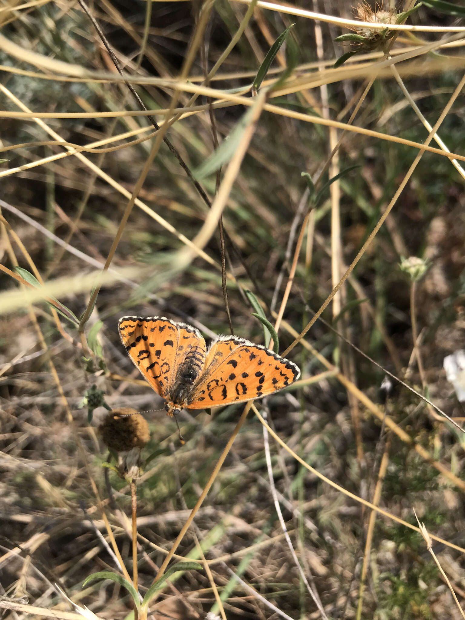 Plancia ëd Melitaea trivia Denis & Schiffermüller 1775