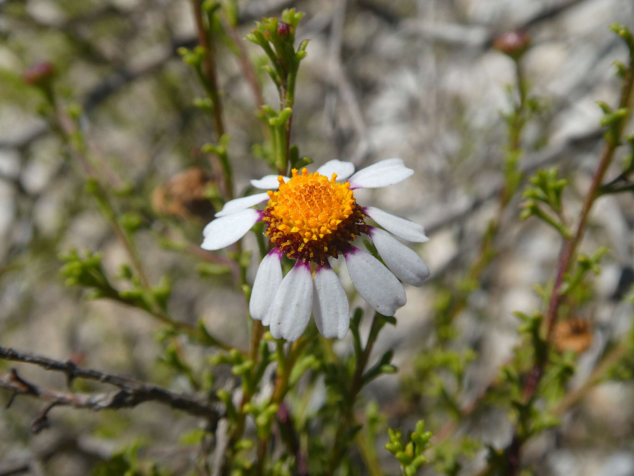 Image of Cymbopappus adenosolen (Harv.) B. Nord.