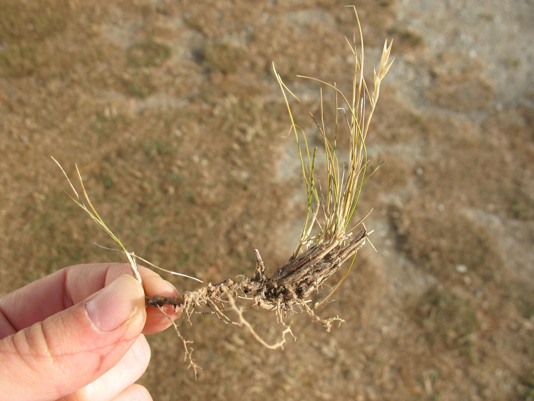 Image of Rytidosperma thomsonii (Buchanan) Connor & Edgar