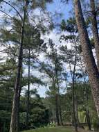 Image of Hispaniolan Pine