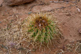 Image of Parodia maassii (Heese) A. Berger