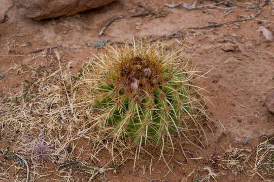 Image of Parodia maassii (Heese) A. Berger