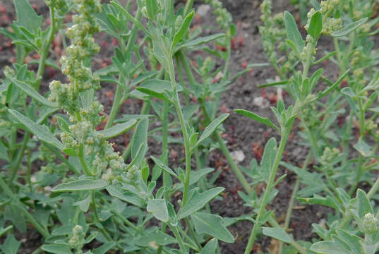 Chenopodium incanum (S Wats.) Heller的圖片