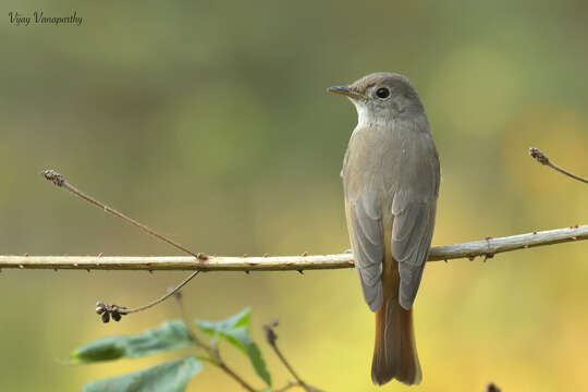 Image of Rusty-tailed Flycatcher