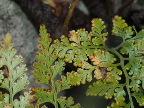 Image of Davallia chaerophylloides (Poir.) Steud.