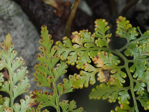 Davallia chaerophylloides (Poir.) Steud. resmi