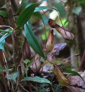 Слика од Nepenthes tentaculata Hook. fil.