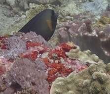 Image of Chocolate Surgeonfish