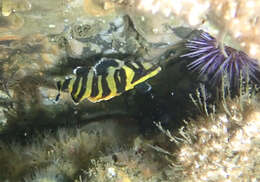Image of Treefish
