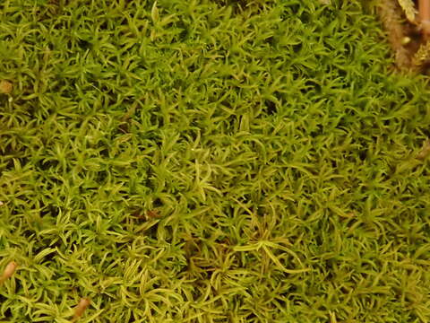 Image of gymnostomum moss