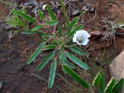 Image of Monsonia glauca Knuth