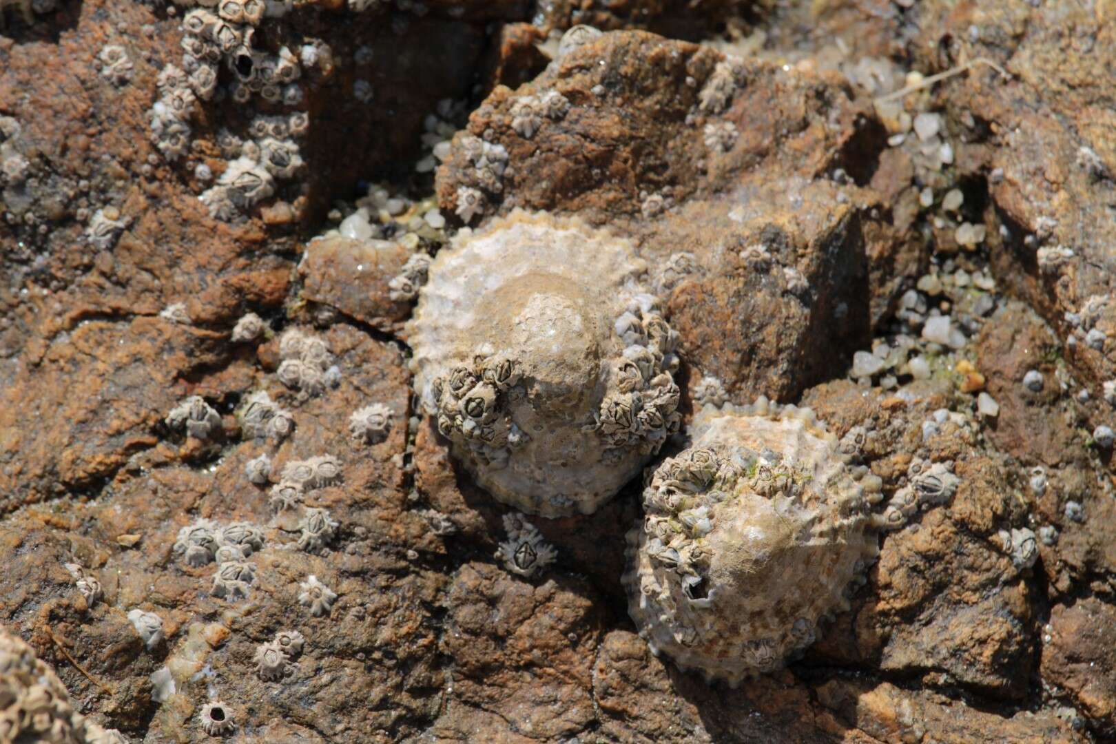 Image of Common limpet