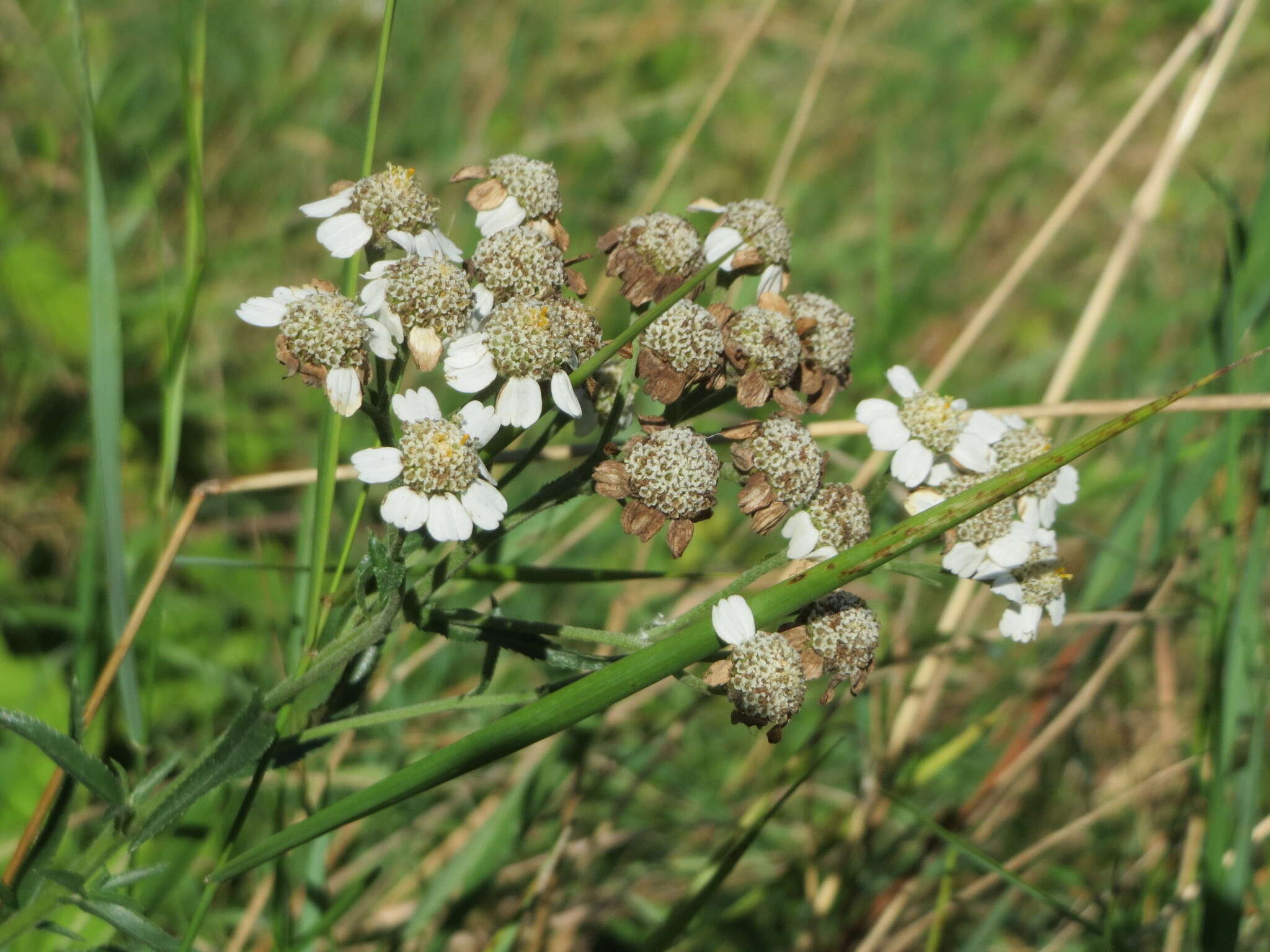 Image of Sneezeweed