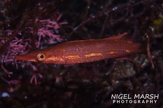 Image of Sharp-nose rockwhiting