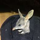 Image of Greater Bilby