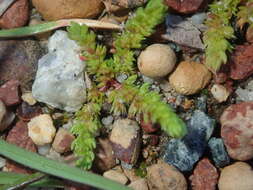 Crassula colorata (Nees) Ostenf. resmi