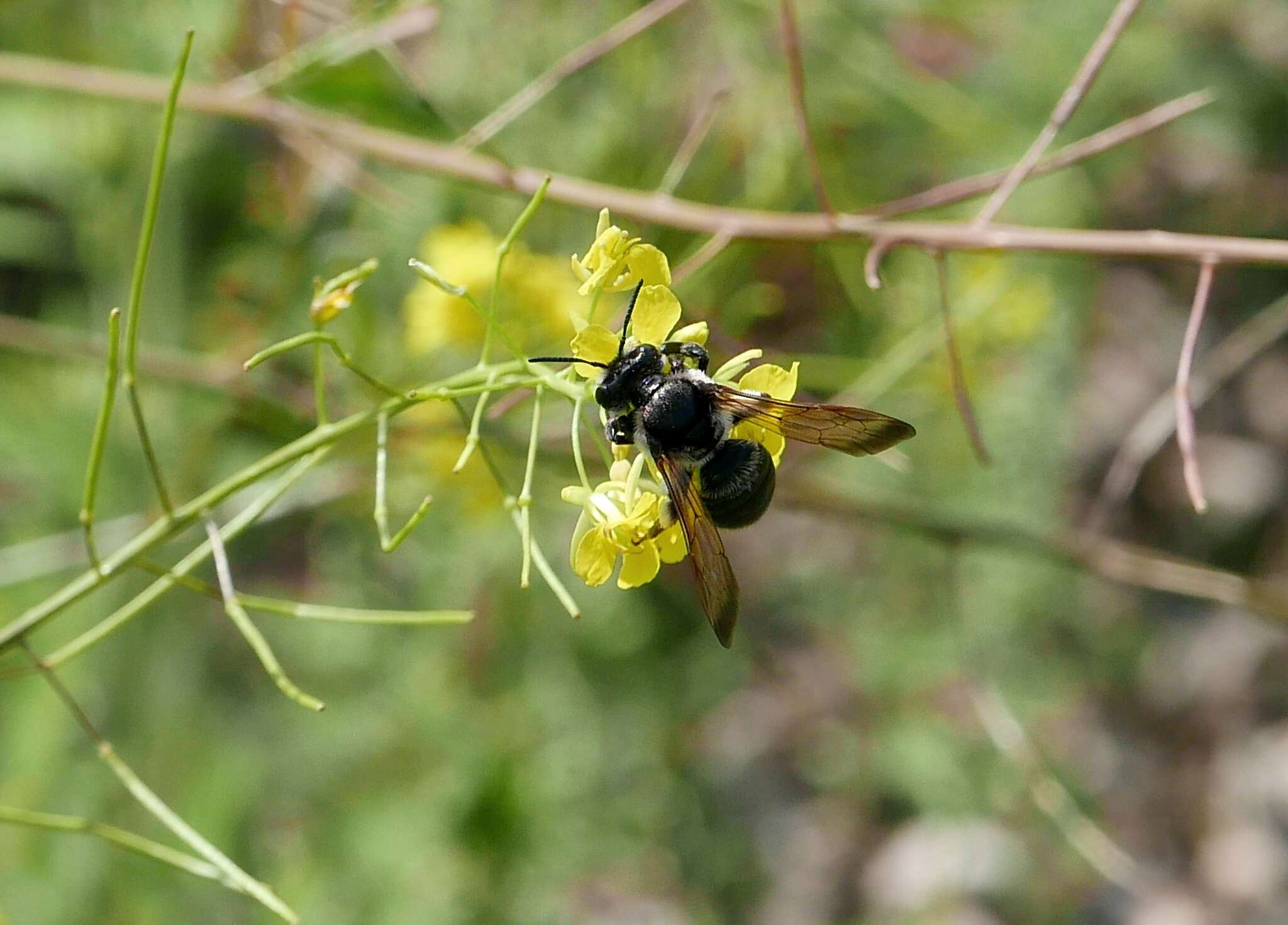 Image of Andrena agilissima (Scopoli 1770)