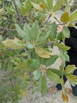 صورة Manilkara jaimiqui subsp. emarginata (L.) Cronquist