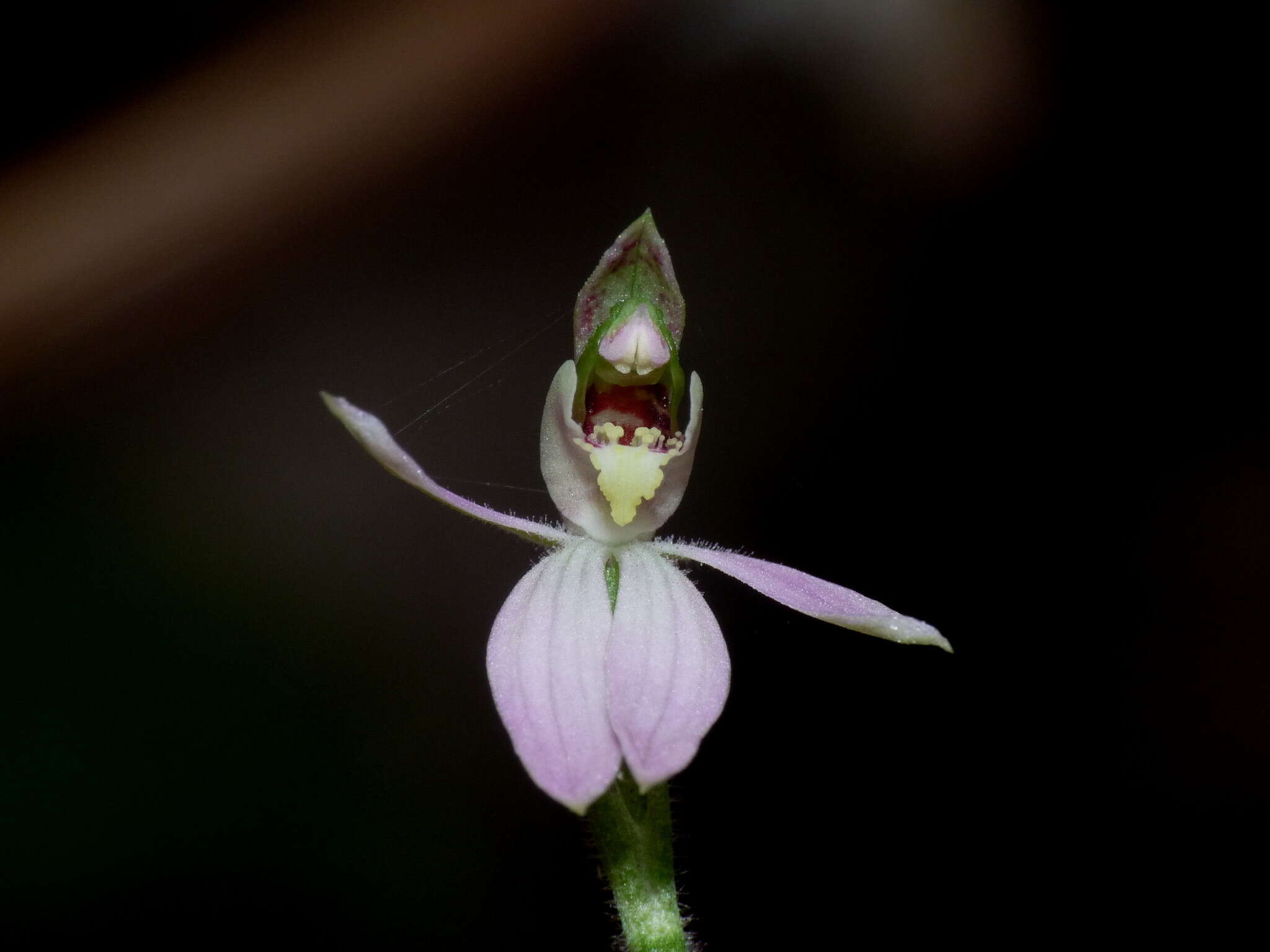 Image de Caladenia variegata Colenso