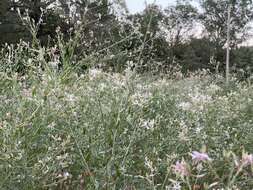 Image of longflower beeblossom