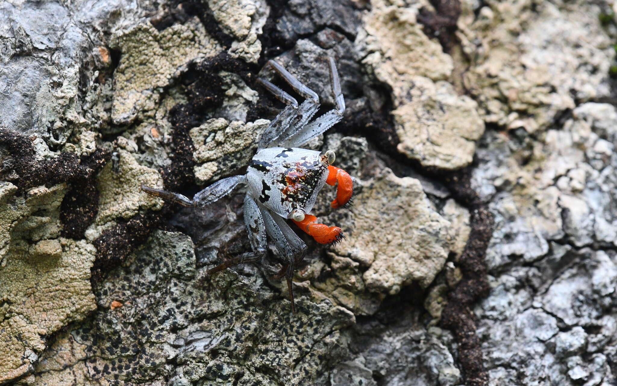 Image of Aratus pacificus Thiercelin & Schubart 2014