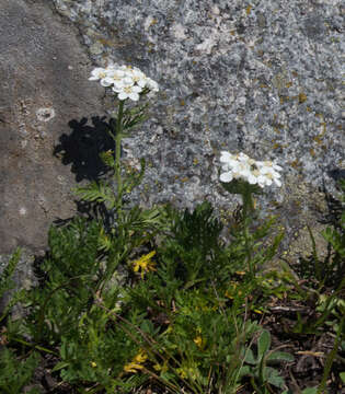 Image de Achillea erba-rotta subsp. moschata (Wulfen) I. B. K. Richardson