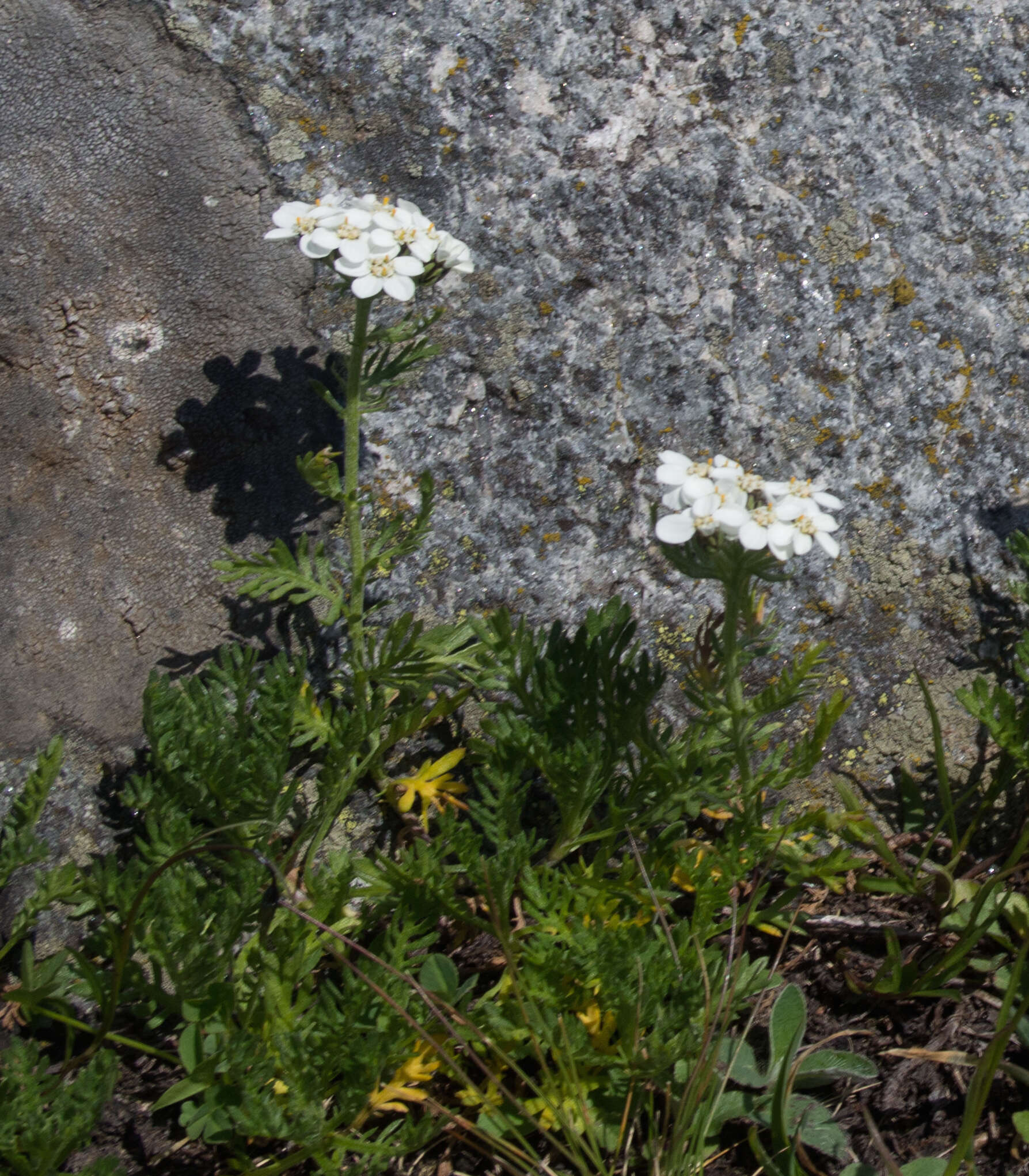 Achillea erba-rotta subsp. moschata (Wulfen) I. B. K. Richardson resmi