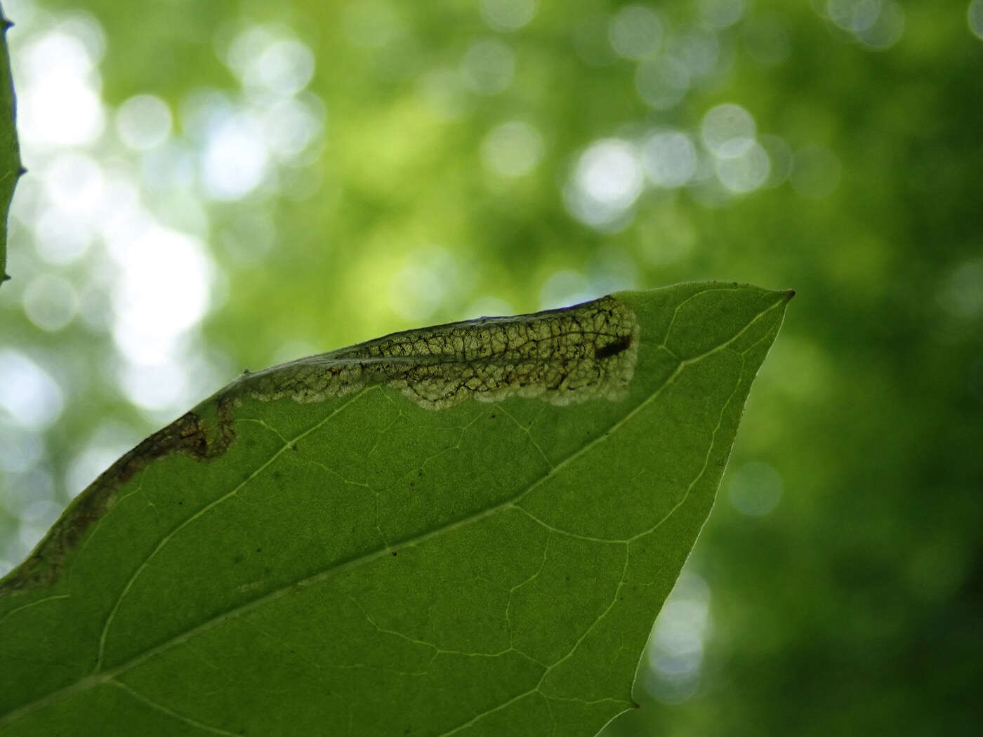 Image of Liriomyza orilliensis Spencer 1969