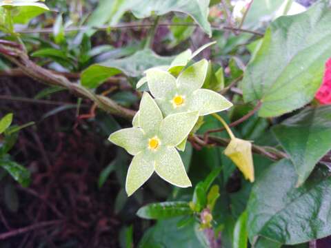 صورة Matelea denticulata (M. Vahl) Fontella & Schwarz