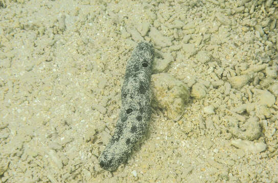 Image of Black sea cucumber