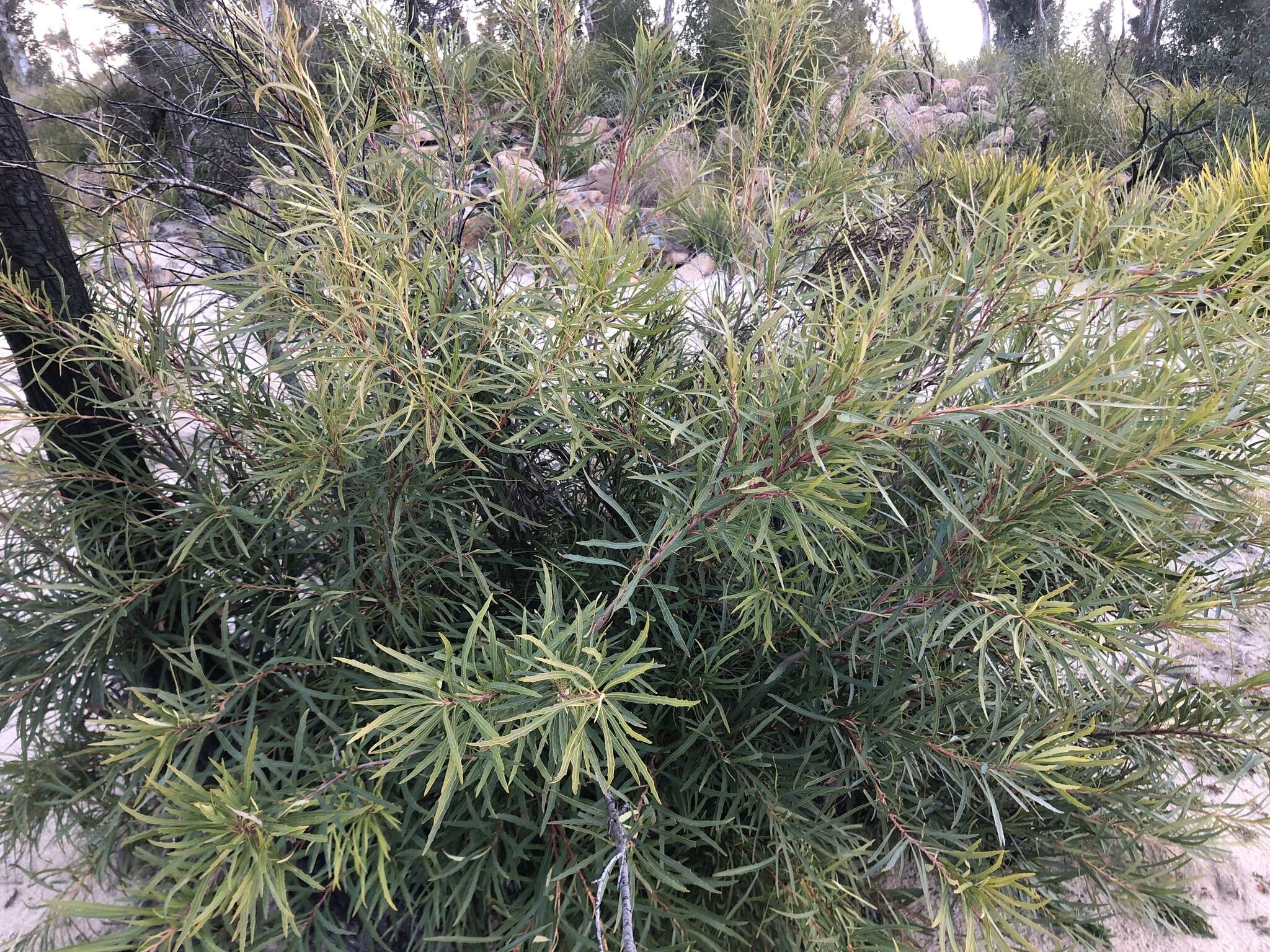 Lomatia myricoides (C. F. Gaertner) Domin的圖片