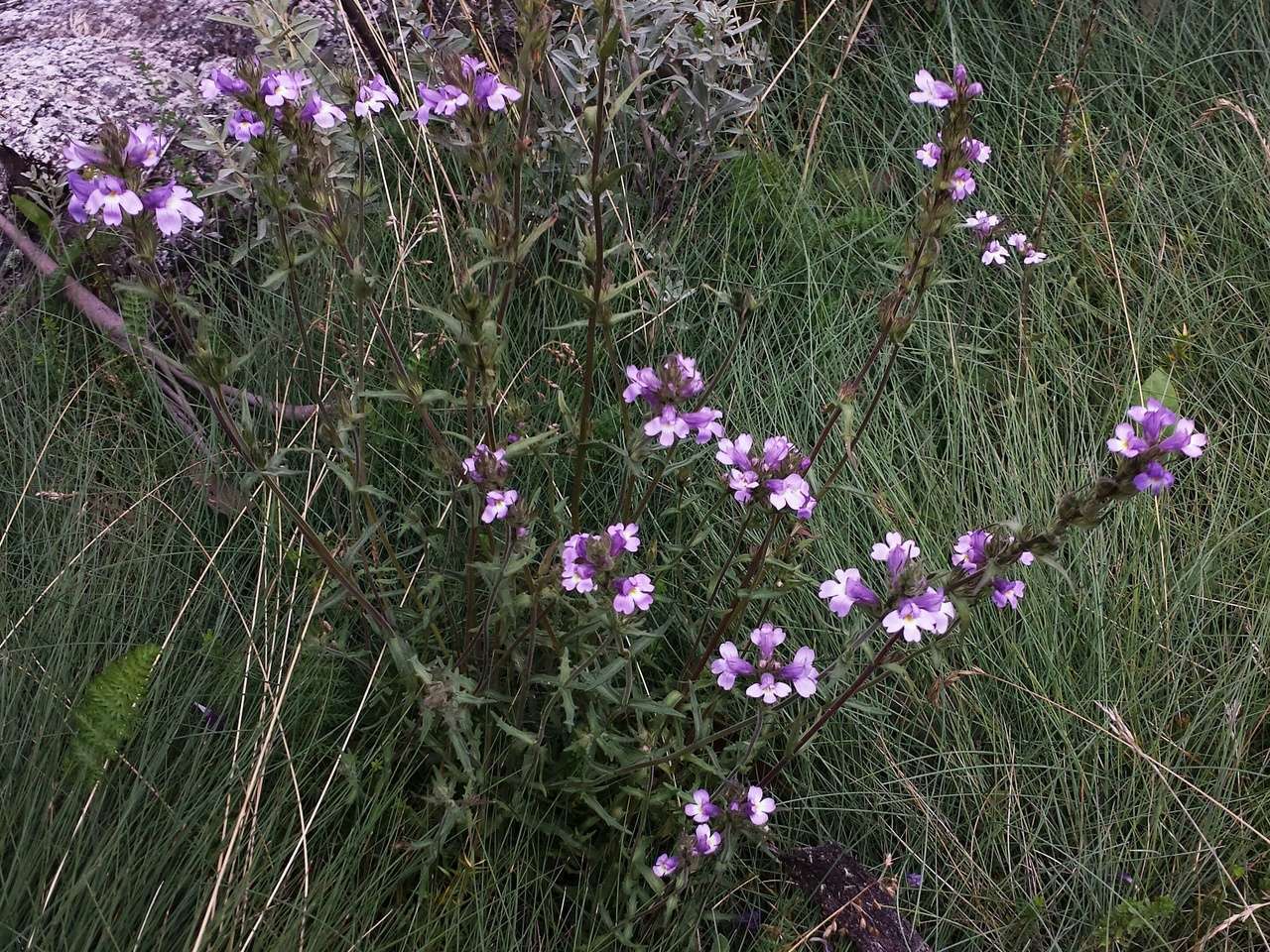 Слика од Euphrasia caudata (J. H. Willis) W. R. Barker