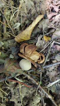 Image of Collared Earthstar