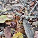 Image of Oaxacan Leaf-toed Gecko