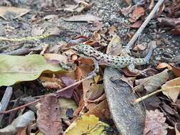 Image of Oaxacan Leaf-toed Gecko