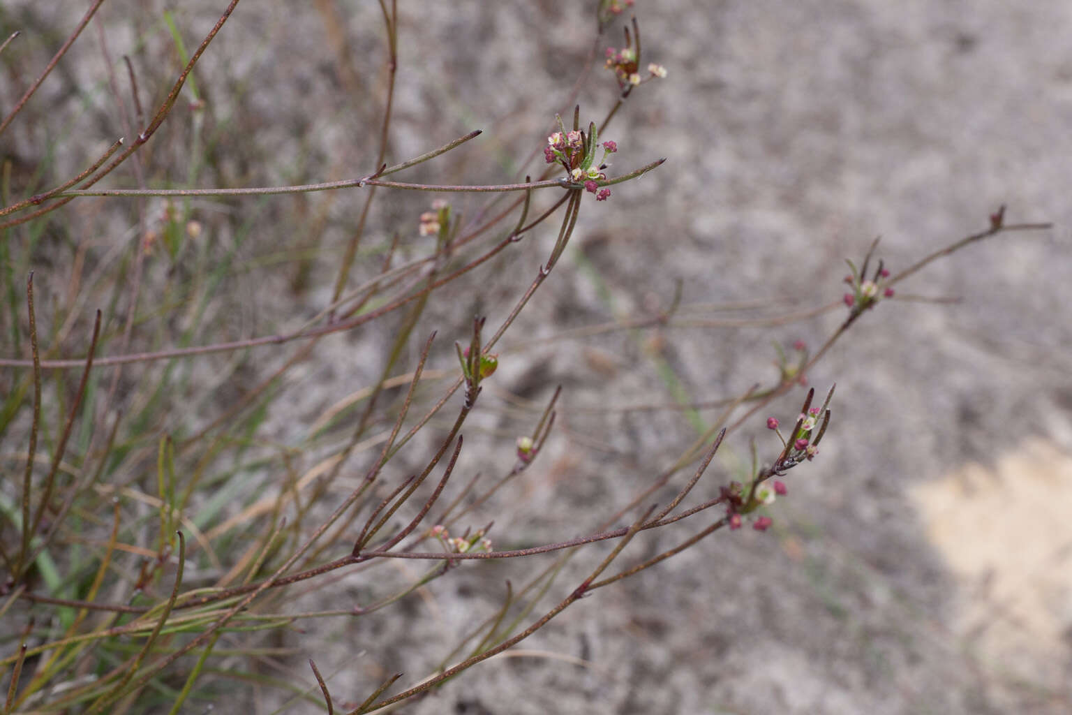 Слика од Centella macrocarpa (Rich.) Adamson