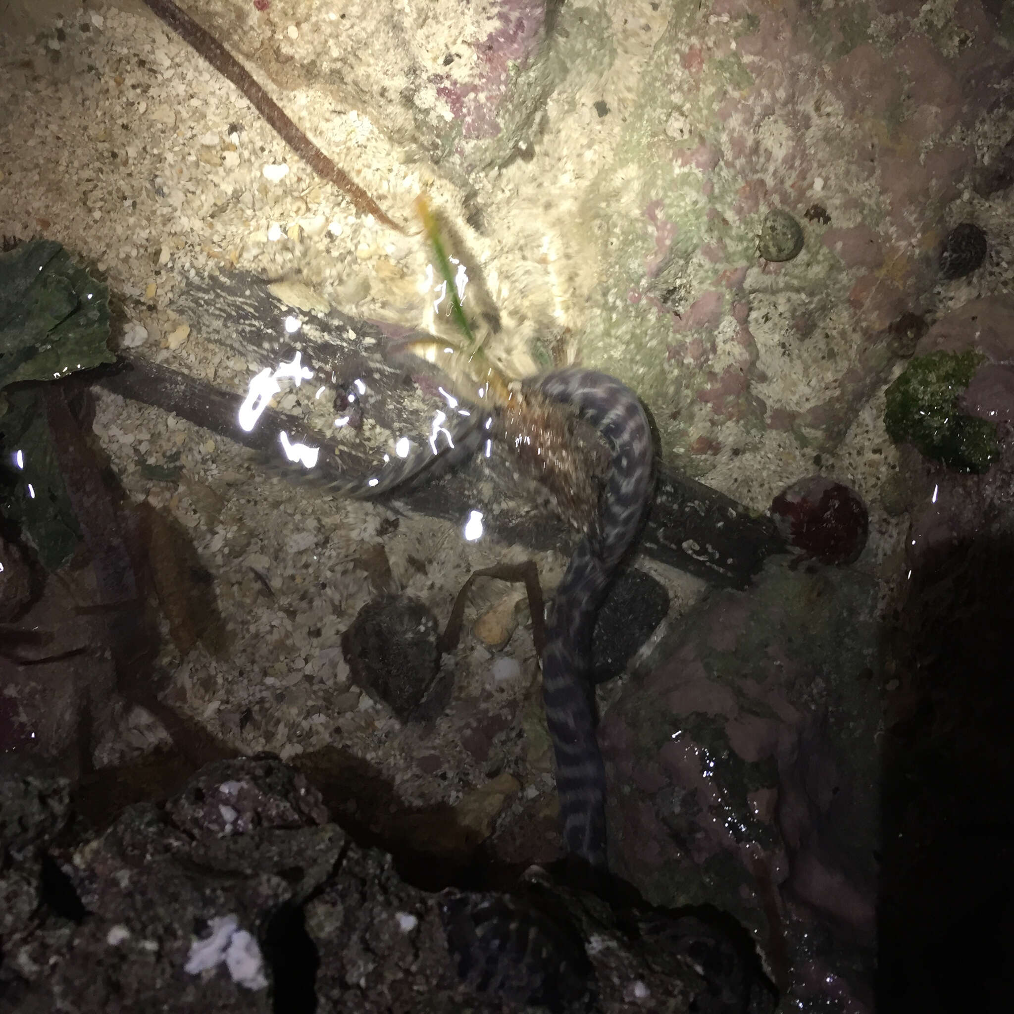 Image of Chain Moray Eel