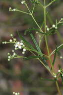 Image of Zieria laxiflora (Benth.) Domin