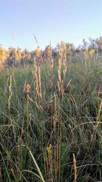 Слика од Festuca hallii (Vasey) Piper