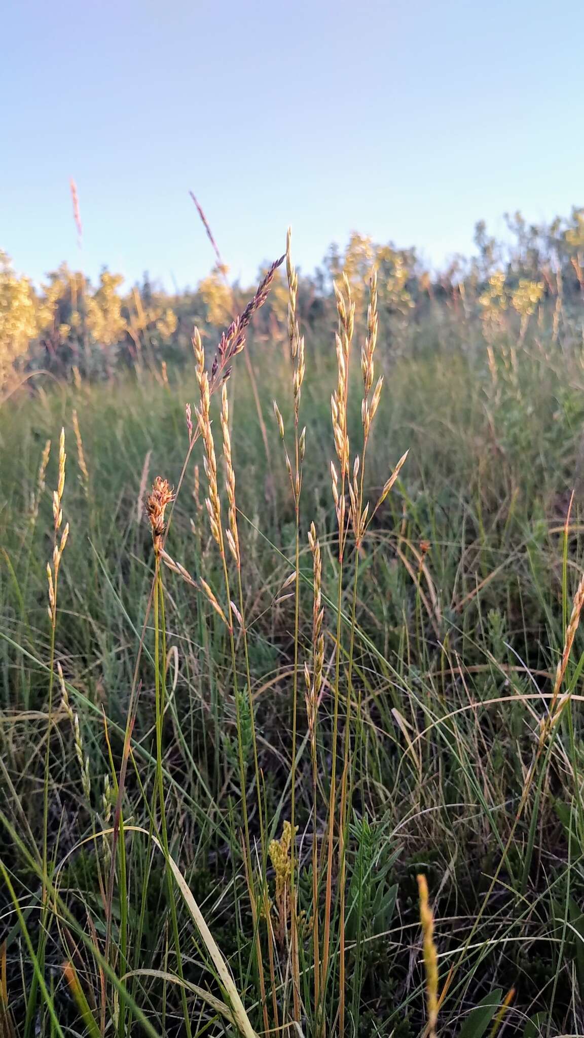 Festuca hallii (Vasey) Piper resmi