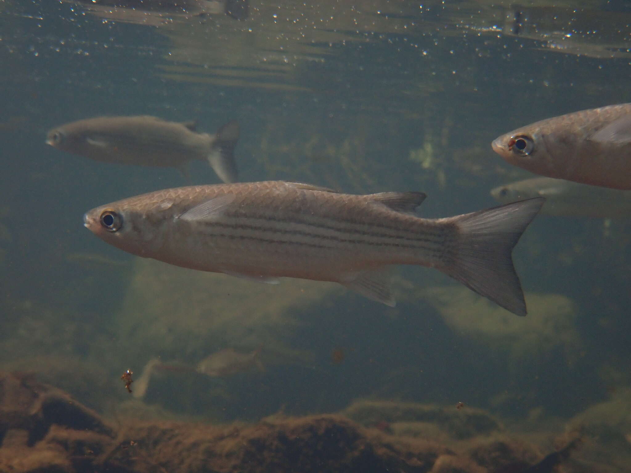 Image of Brown-backed mullet